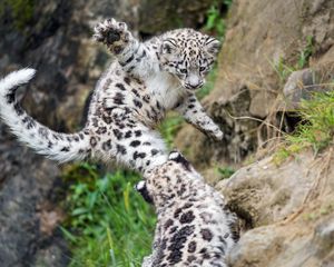 Preview wallpaper snow leopard, kitten, paw, jump, playful, wildlife