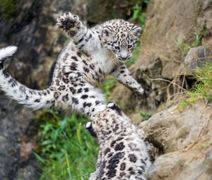 Preview wallpaper snow leopard, kitten, paw, jump, playful, wildlife