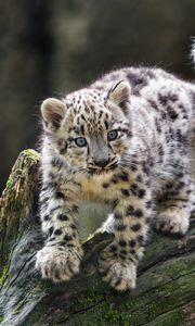 Preview wallpaper snow leopard, kitten, paws, log, wildlife