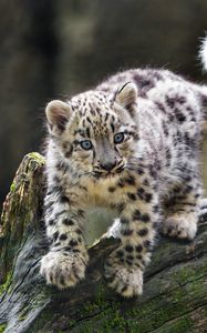 Preview wallpaper snow leopard, kitten, paws, log, wildlife