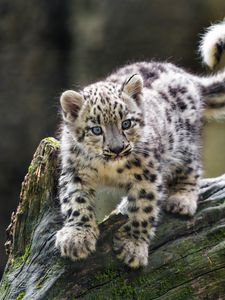 Preview wallpaper snow leopard, kitten, paws, log, wildlife