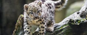 Preview wallpaper snow leopard, kitten, paws, log, wildlife