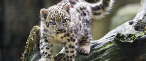 Preview wallpaper snow leopard, kitten, paws, log, wildlife