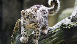 Preview wallpaper snow leopard, kitten, paws, log, wildlife