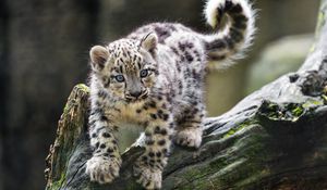 Preview wallpaper snow leopard, kitten, paws, log, wildlife