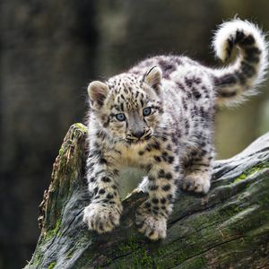 Preview wallpaper snow leopard, kitten, paws, log, wildlife