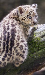 Preview wallpaper snow leopard, kitten, predator, log, moss