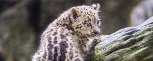 Preview wallpaper snow leopard, kitten, predator, log, moss