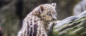 Preview wallpaper snow leopard, kitten, predator, log, moss