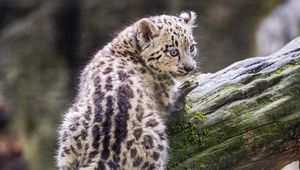 Preview wallpaper snow leopard, kitten, predator, log, moss