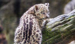 Preview wallpaper snow leopard, kitten, predator, log, moss