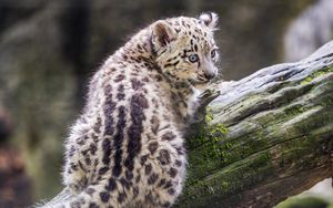 Preview wallpaper snow leopard, kitten, predator, log, moss