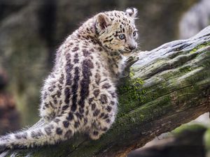 Preview wallpaper snow leopard, kitten, predator, log, moss