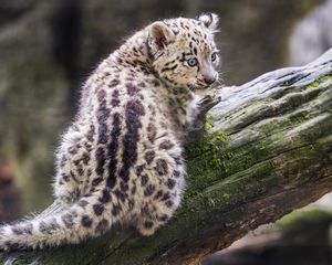 Preview wallpaper snow leopard, kitten, predator, log, moss