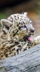 Preview wallpaper snow leopard, kitten, protruding tongue, log