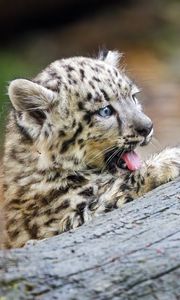 Preview wallpaper snow leopard, kitten, protruding tongue, log