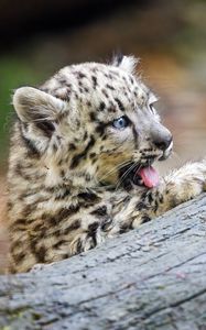 Preview wallpaper snow leopard, kitten, protruding tongue, log