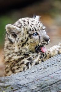 Preview wallpaper snow leopard, kitten, protruding tongue, log