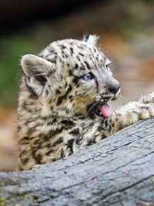 Preview wallpaper snow leopard, kitten, protruding tongue, log