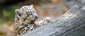 Preview wallpaper snow leopard, kitten, protruding tongue, log