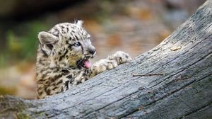 Preview wallpaper snow leopard, kitten, protruding tongue, log