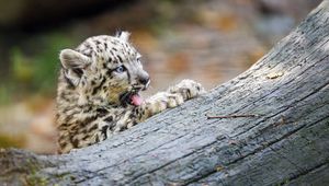 Preview wallpaper snow leopard, kitten, protruding tongue, log