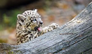 Preview wallpaper snow leopard, kitten, protruding tongue, log