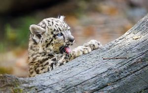 Preview wallpaper snow leopard, kitten, protruding tongue, log