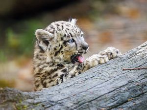 Preview wallpaper snow leopard, kitten, protruding tongue, log