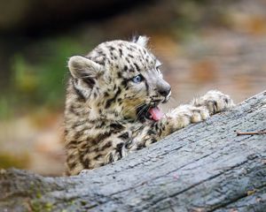 Preview wallpaper snow leopard, kitten, protruding tongue, log
