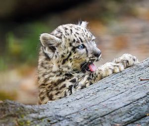 Preview wallpaper snow leopard, kitten, protruding tongue, log