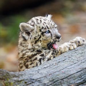 Preview wallpaper snow leopard, kitten, protruding tongue, log