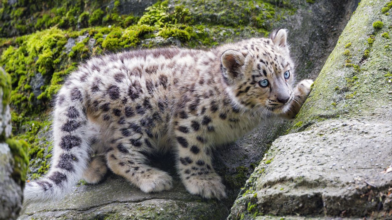 Wallpaper snow leopard, kitten, stone, wildlife