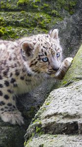 Preview wallpaper snow leopard, kitten, stone, wildlife