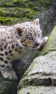 Preview wallpaper snow leopard, kitten, stone, wildlife