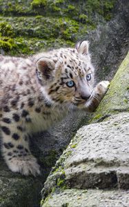 Preview wallpaper snow leopard, kitten, stone, wildlife