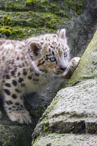 Preview wallpaper snow leopard, kitten, stone, wildlife