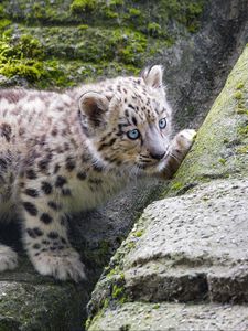 Preview wallpaper snow leopard, kitten, stone, wildlife