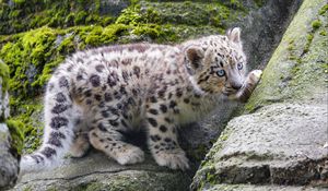 Preview wallpaper snow leopard, kitten, stone, wildlife