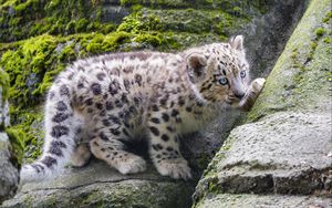 Preview wallpaper snow leopard, kitten, stone, wildlife