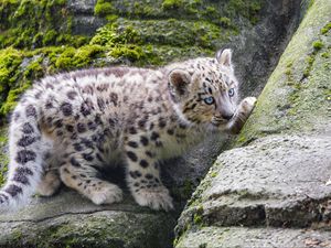 Preview wallpaper snow leopard, kitten, stone, wildlife