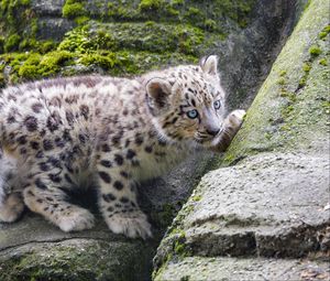 Preview wallpaper snow leopard, kitten, stone, wildlife