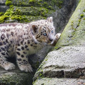 Preview wallpaper snow leopard, kitten, stone, wildlife