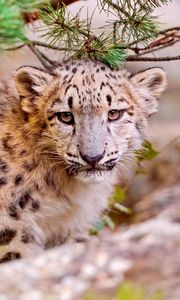 Preview wallpaper snow leopard, leaves, trees, grass, muzzle