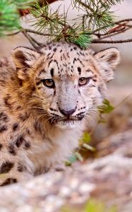 Preview wallpaper snow leopard, leaves, trees, grass, muzzle