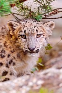Preview wallpaper snow leopard, leaves, trees, grass, muzzle