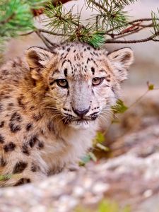 Preview wallpaper snow leopard, leaves, trees, grass, muzzle