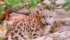 Preview wallpaper snow leopard, leaves, trees, grass, muzzle