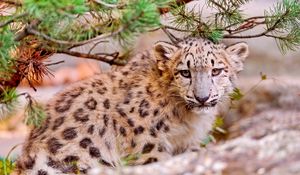 Preview wallpaper snow leopard, leaves, trees, grass, muzzle