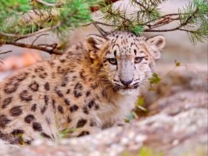 Preview wallpaper snow leopard, leaves, trees, grass, muzzle